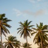 Palm trees with a blue sky in the background