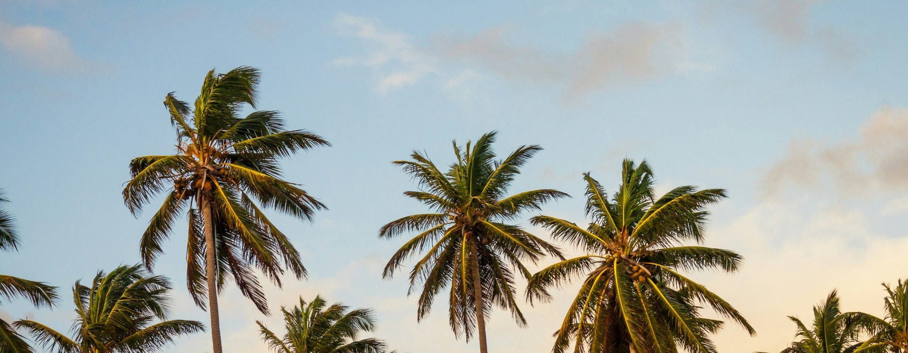 Palm trees with a blue sky in the background